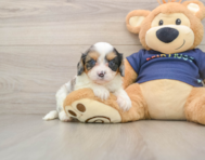9 week old Cavapoo Puppy For Sale - Seaside Pups