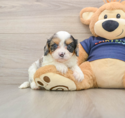 9 week old Cavapoo Puppy For Sale - Seaside Pups