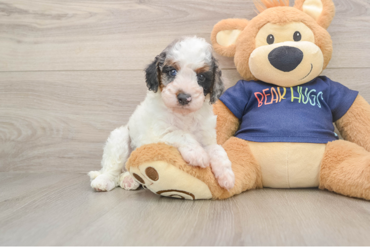 Hypoallergenic Cavadoodle Poodle Mix Puppy