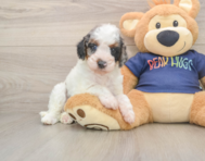 8 week old Cavapoo Puppy For Sale - Seaside Pups