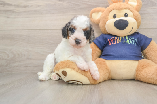 Hypoallergenic Cavadoodle Poodle Mix Puppy