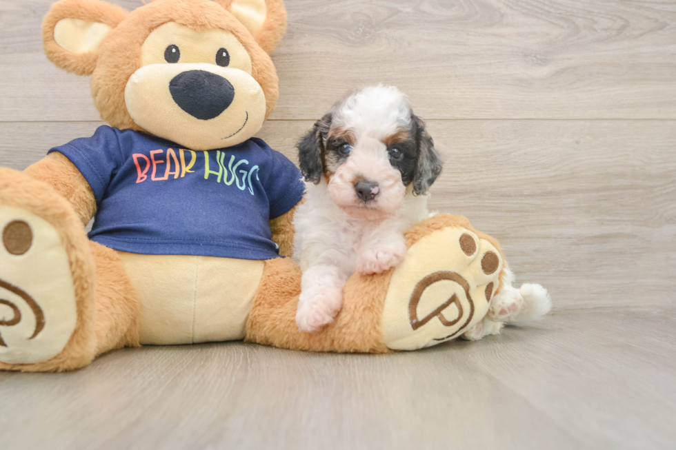 Best Cavapoo Baby