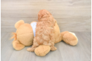 Little Cavipoo Poodle Mix Puppy