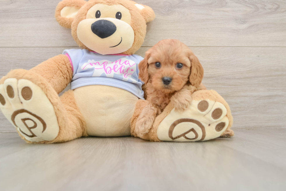Popular Cavapoo Poodle Mix Pup