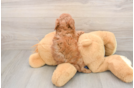 Cavapoo Puppy for Adoption