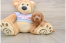 Best Cavapoo Baby