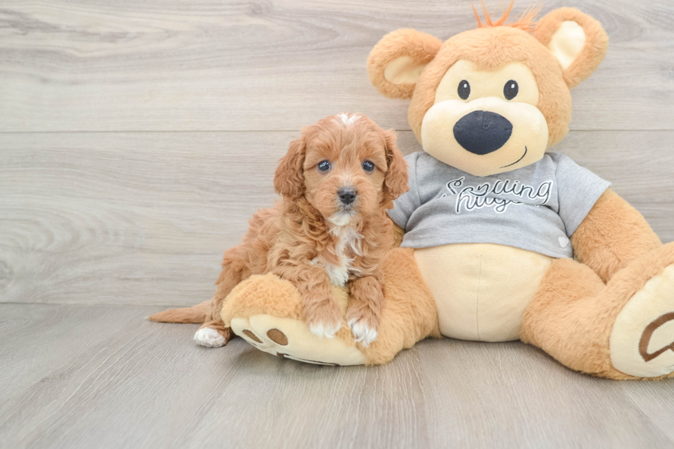 Funny Cavapoo Poodle Mix Pup