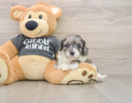 7 week old Cavapoo Puppy For Sale - Seaside Pups