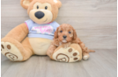 Little Cavipoo Poodle Mix Puppy