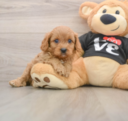 8 week old Cavapoo Puppy For Sale - Seaside Pups