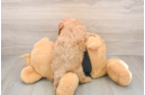 Funny Cavapoo Poodle Mix Pup