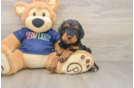Energetic Cavoodle Poodle Mix Puppy