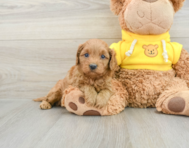 7 week old Cavapoo Puppy For Sale - Seaside Pups