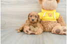 Cavapoo Puppy for Adoption