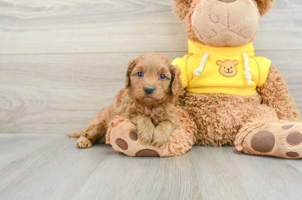 5 week old Cavapoo Puppy For Sale - Seaside Pups