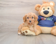 9 week old Cavapoo Puppy For Sale - Seaside Pups