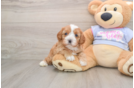 Cavapoo Pup Being Cute