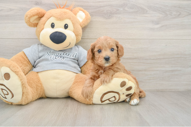 Little Cavipoo Poodle Mix Puppy