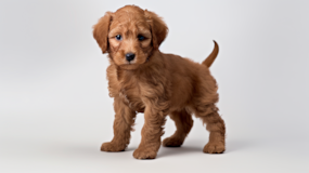 Cute Labrador Poodle Mix Pup