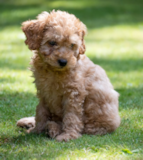 Cute Cockapoo Pup