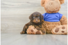 Popular Cockapoo Poodle Mix Pup