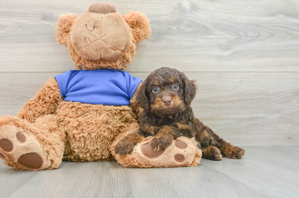 6 week old Cockapoo Puppy For Sale - Seaside Pups