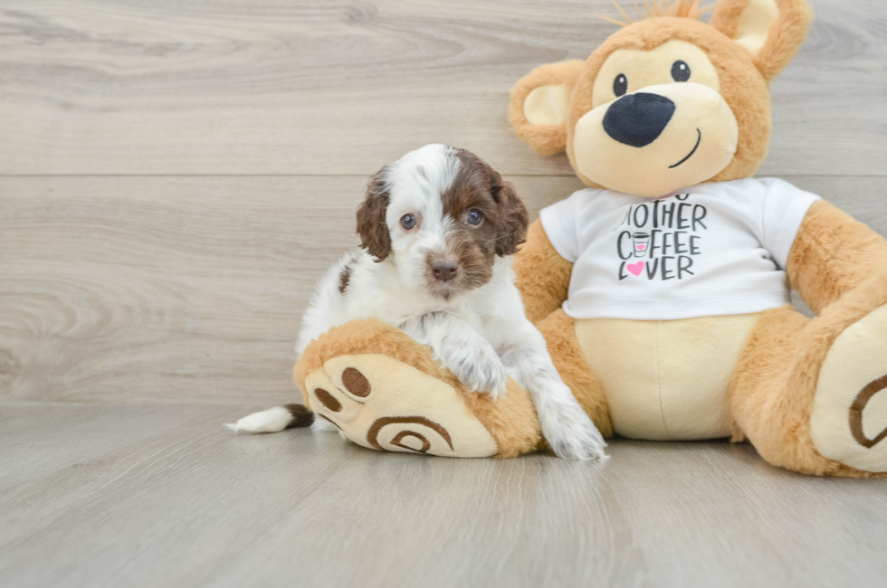 7 week old Cockapoo Puppy For Sale - Seaside Pups