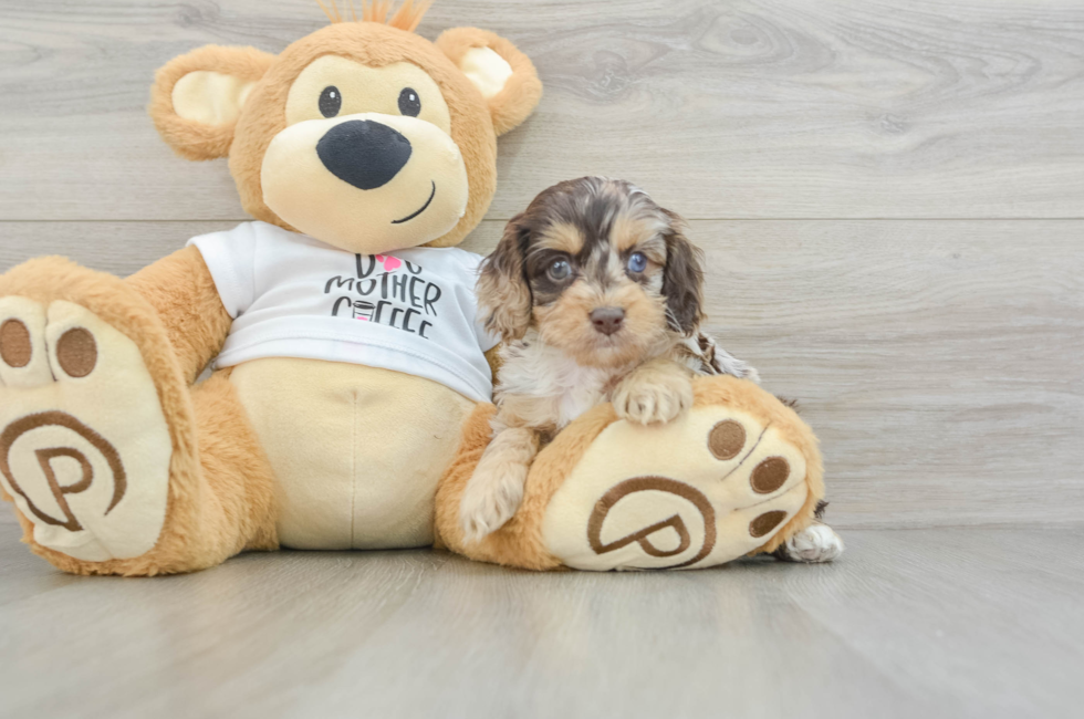 5 week old Cockapoo Puppy For Sale - Seaside Pups