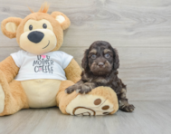 8 week old Cockapoo Puppy For Sale - Seaside Pups