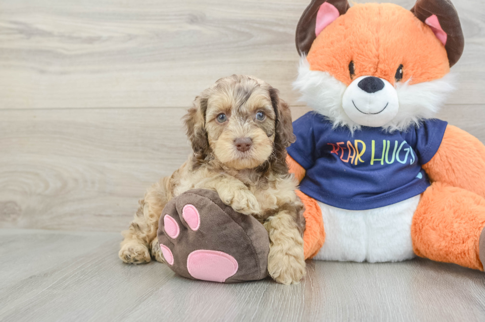 5 week old Cockapoo Puppy For Sale - Seaside Pups