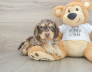 6 week old Cockapoo Puppy For Sale - Seaside Pups