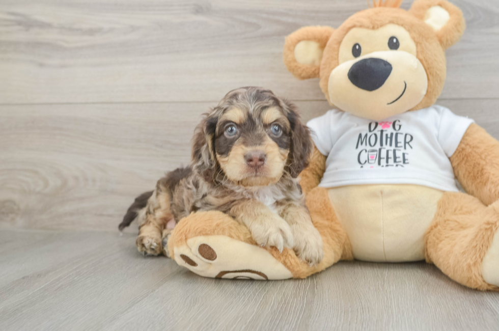 5 week old Cockapoo Puppy For Sale - Seaside Pups