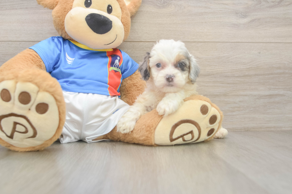 5 week old Cockapoo Puppy For Sale - Seaside Pups