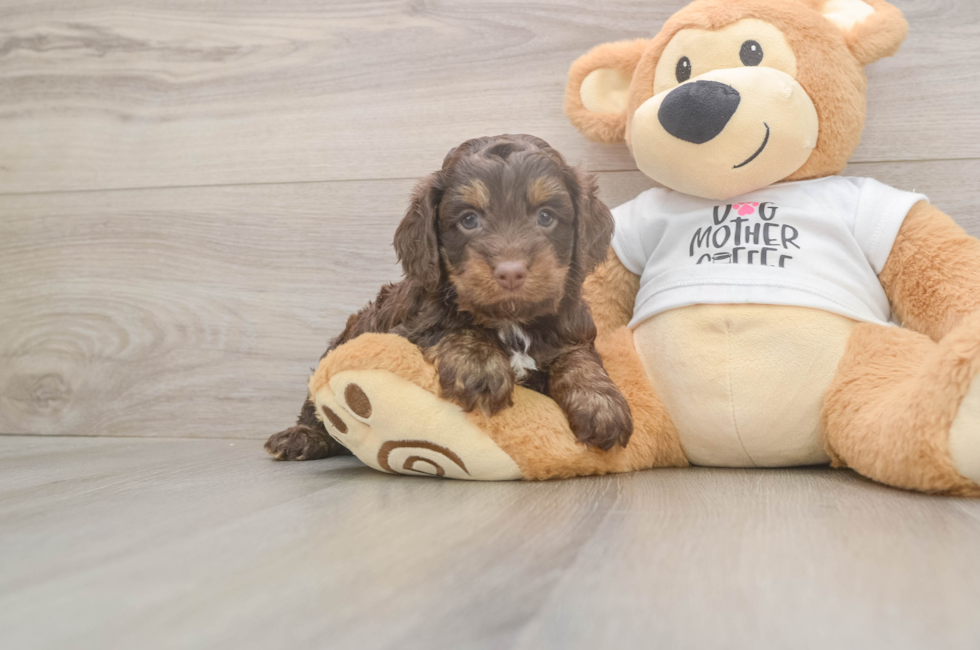 5 week old Cockapoo Puppy For Sale - Seaside Pups