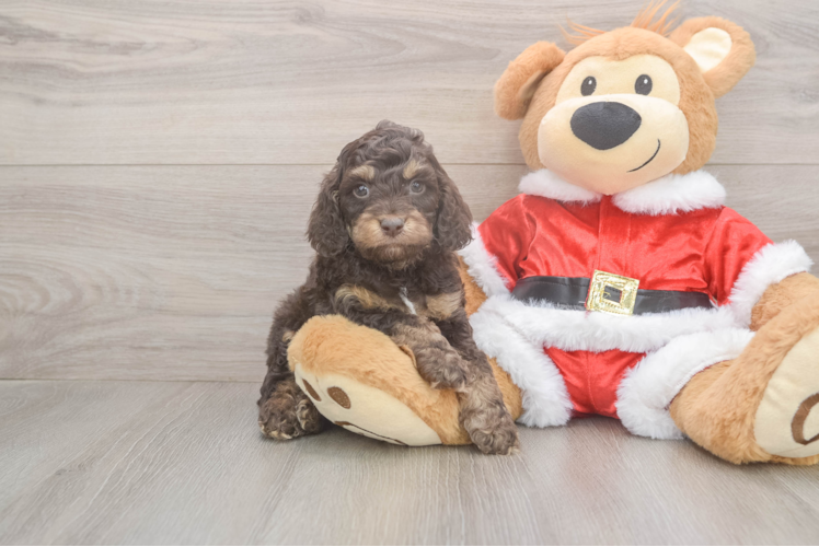 Popular Cockapoo Poodle Mix Pup