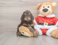 6 week old Cockapoo Puppy For Sale - Seaside Pups