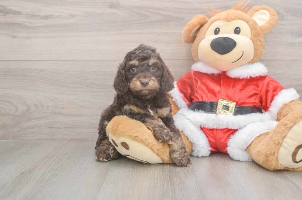 5 week old Cockapoo Puppy For Sale - Seaside Pups