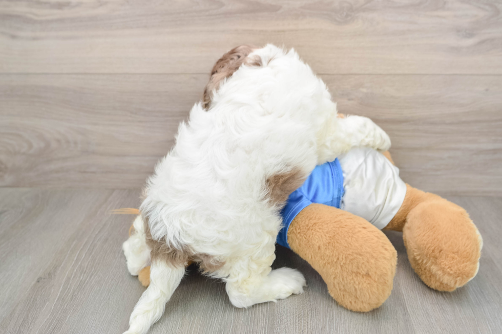 Energetic Cocker Doodle Poodle Mix Puppy