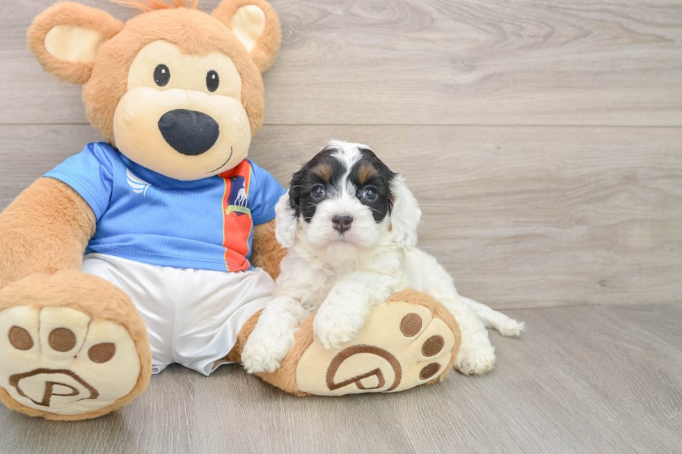 Energetic Cocker Doodle Poodle Mix Puppy