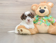 5 week old Cockapoo Puppy For Sale - Seaside Pups