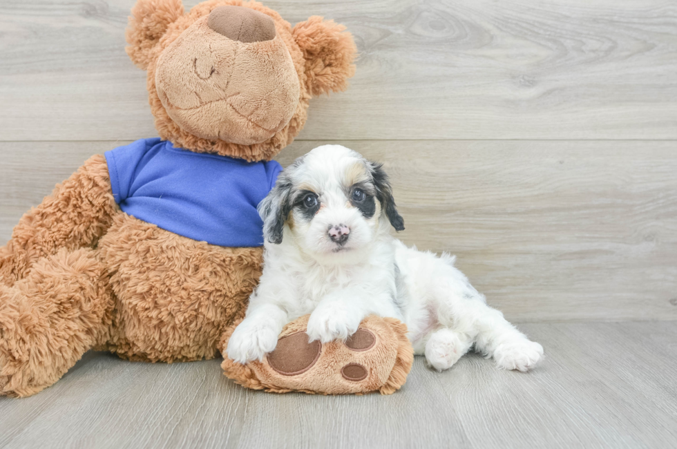 6 week old Cockapoo Puppy For Sale - Seaside Pups