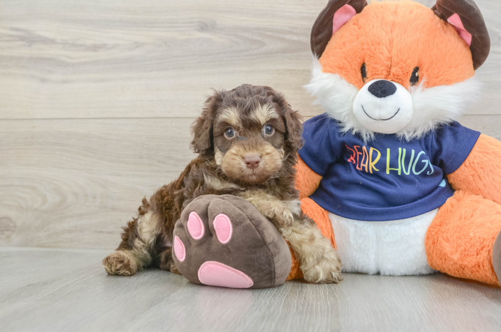 5 week old Cockapoo Puppy For Sale - Seaside Pups