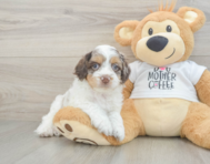 6 week old Cockapoo Puppy For Sale - Seaside Pups