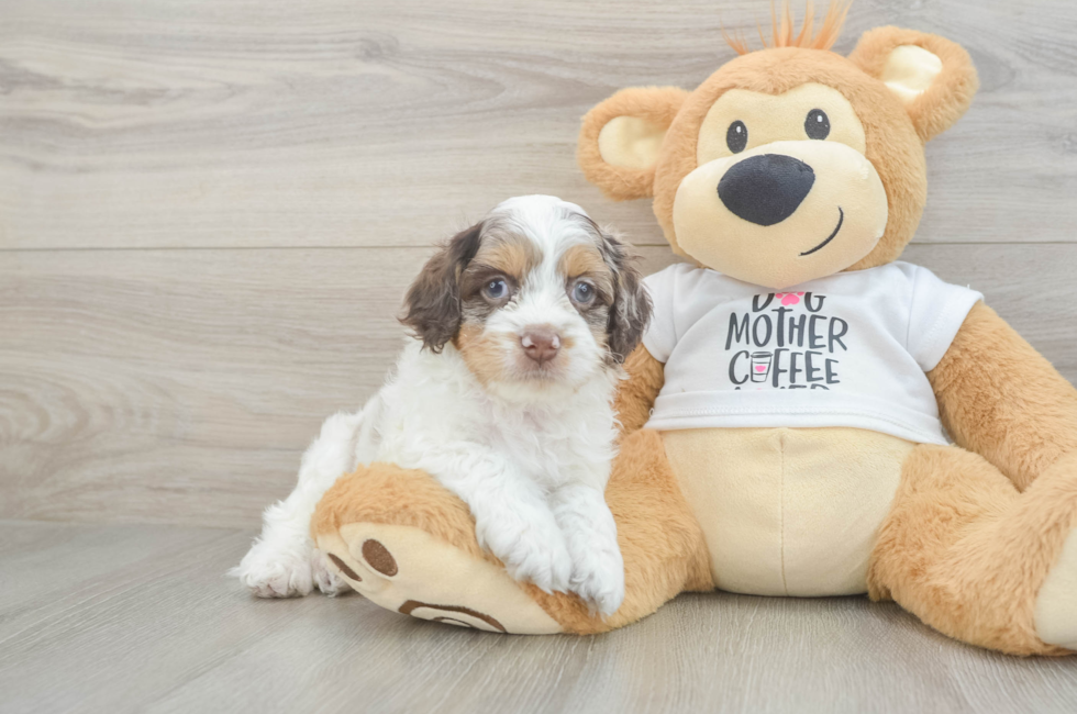 5 week old Cockapoo Puppy For Sale - Seaside Pups