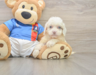 7 week old Cockapoo Puppy For Sale - Seaside Pups