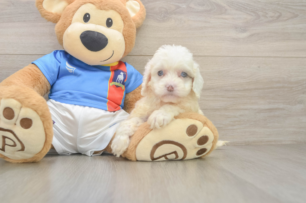 5 week old Cockapoo Puppy For Sale - Seaside Pups