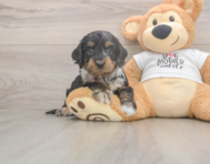 6 week old Cockapoo Puppy For Sale - Seaside Pups