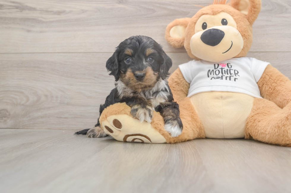 5 week old Cockapoo Puppy For Sale - Seaside Pups