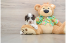 Cute Cockapoo Baby