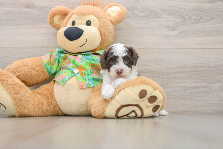 Cockapoo Puppy for Adoption